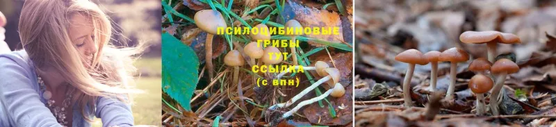 Псилоцибиновые грибы Cubensis  как найти наркотики  Ивдель 